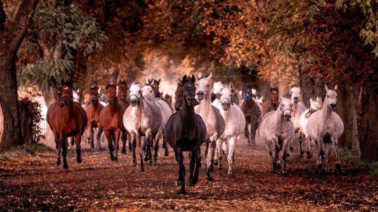 Pierwszy europejski pokaz zagraniczny, na który przyjechały konie ze Stadniny Koni Michałów – w Verden, w Republice Federalnej Niemiec, w 1973 roku – wygrała klacz Estebna
