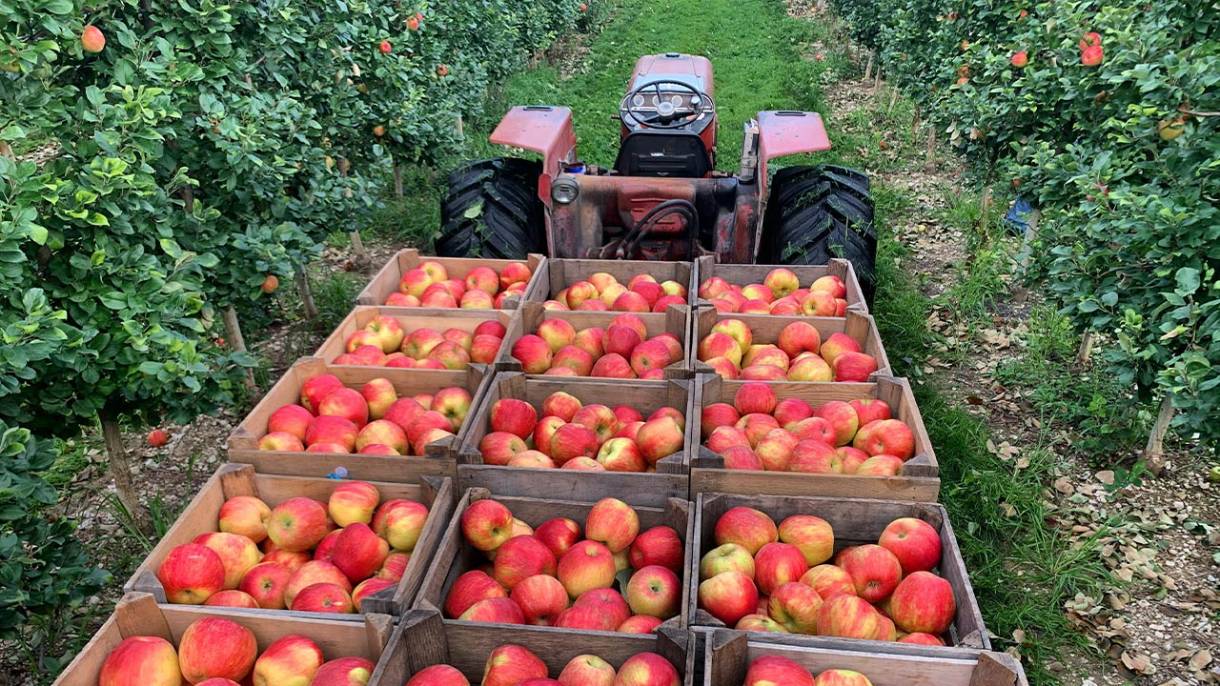 Dużym wyzwaniem dla nas sadowników będzie także oberwanie wszystkich jabłek na czas, a co za tym  idzie, zapewnienie do tego celu odpowiedniej siły roboczej