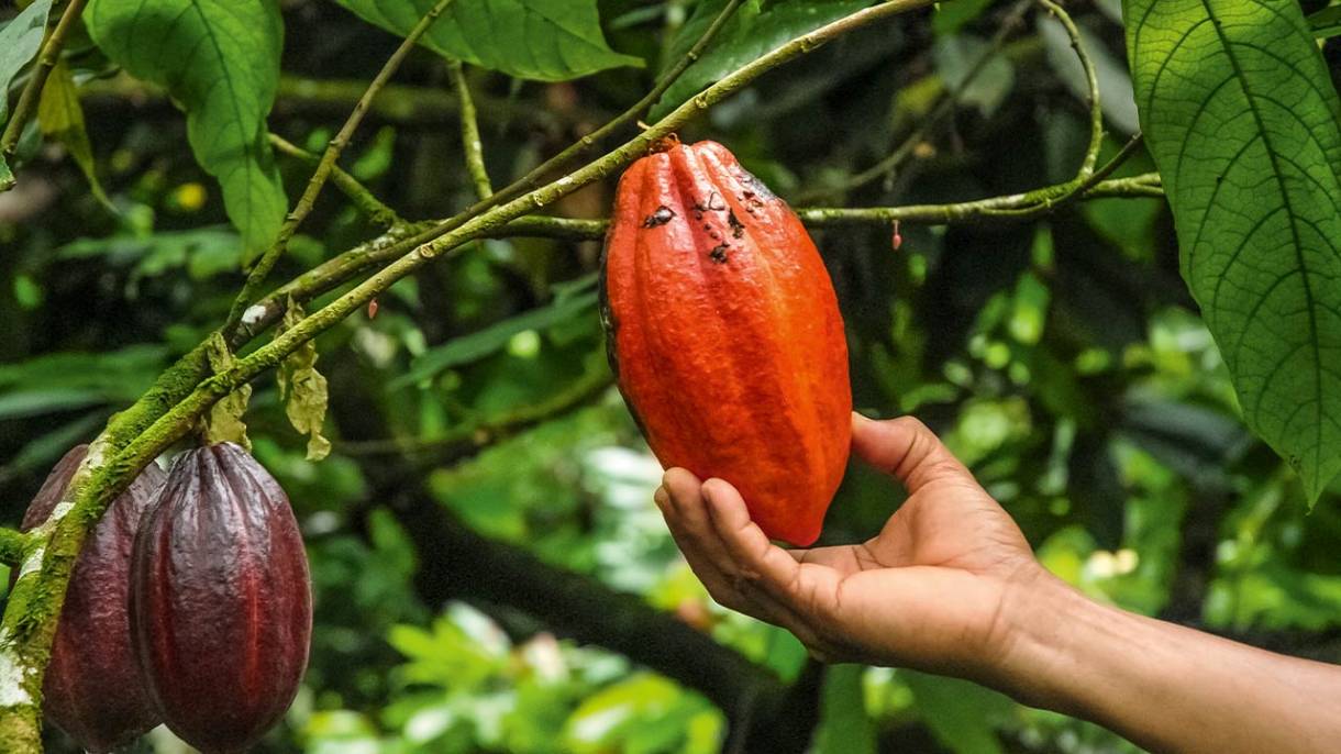 Ferrero rozpoczęło swoje wysiłki w kierunku odpowiedzialnego pozyskiwania kakao już w 2005 roku, przystępując do World Cocoa Foundation