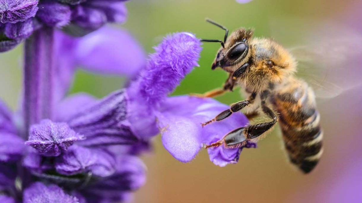 W ramach współpracy Emitel będzie mecenasem własnego ula zamieszkałego przez 60 tysięcy pszczół