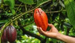 100% kakao ze zrównoważonych źródeł